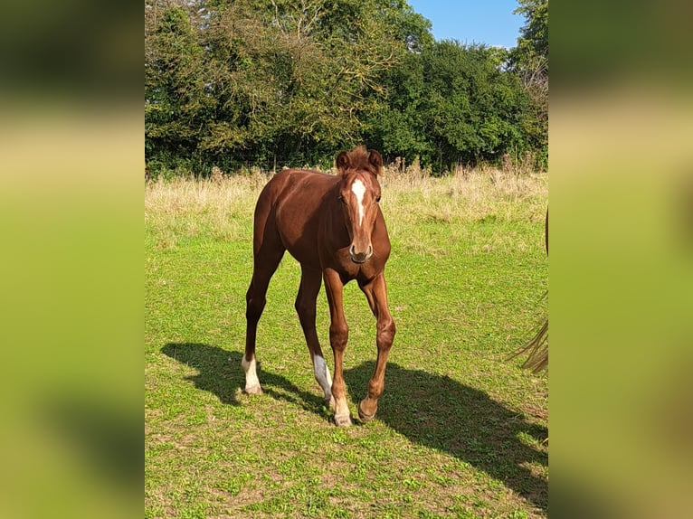 Oldenburg-International (OS) Stallion Foal (05/2024) 16,1 hh Chestnut-Red in Wiesloch