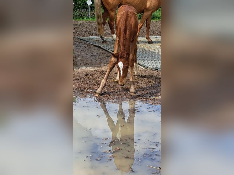 Oldenburg-International (OS) Stallion Foal (05/2024) 16,1 hh Chestnut-Red in Wiesloch