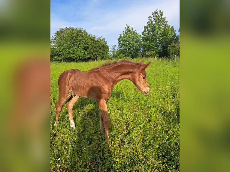 Oldenburg-International (OS) Stallion Foal (05/2024) 16,1 hh Chestnut-Red in Wiesloch