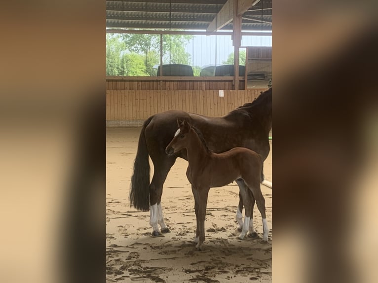 Oldenburg-International (OS) Stallion Foal (05/2024) 16,2 hh Brown in Nottuln