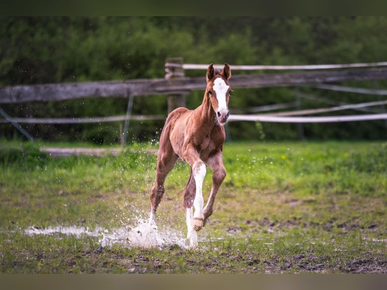 Oldenburg-International (OS) Stallion Foal (04/2024) 16,2 hh Brown in Tecklenburg