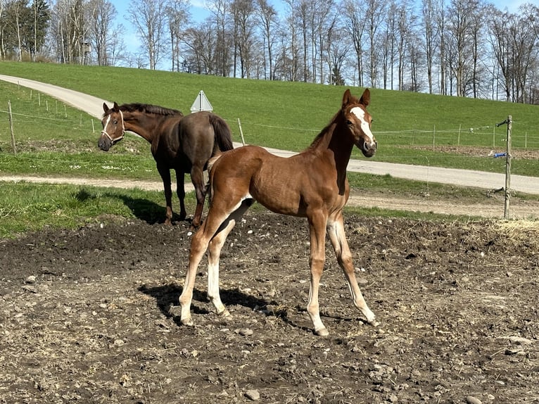 Oldenburg-International (OS) Stallion Foal (02/2024) 16,2 hh Chestnut-Red in Berg