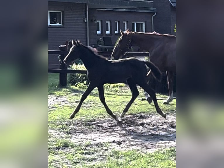 Oldenburg-International (OS) Stallion Foal (06/2023) 16,2 hh Gray in Dörpen