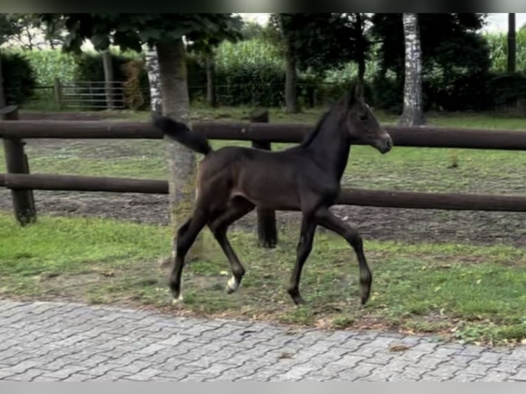 Oldenburg-International (OS) Stallion Foal (06/2023) 16,2 hh Gray in Dörpen