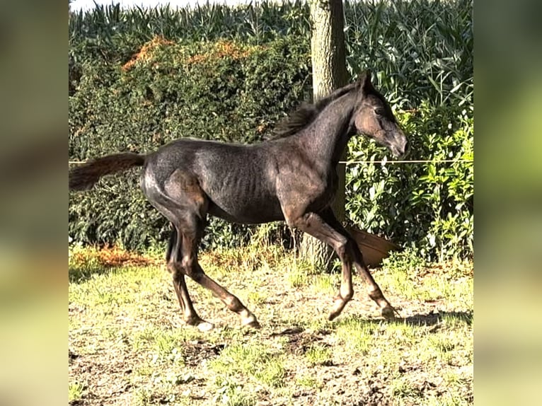 Oldenburg-International (OS) Stallion Foal (06/2023) 16,2 hh Gray in Dörpen