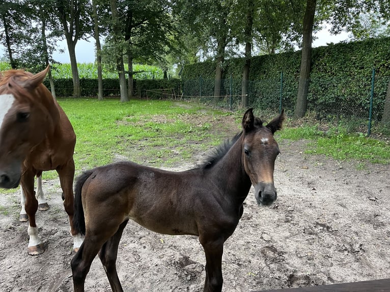 Oldenburg-International (OS) Stallion Foal (06/2023) 16,2 hh Gray in Dörpen