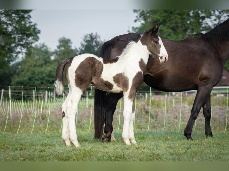 Oldenburg-International (OS) Stallion Foal (05/2024) 16,2 hh Pinto in Brake