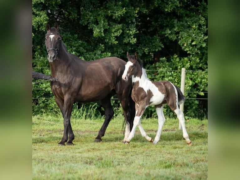 Oldenburg-International (OS) Stallion Foal (05/2024) 16,2 hh Pinto in Brake