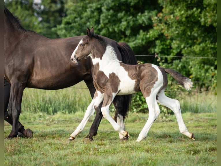 Oldenburg-International (OS) Stallion Foal (05/2024) 16,2 hh Pinto in Brake