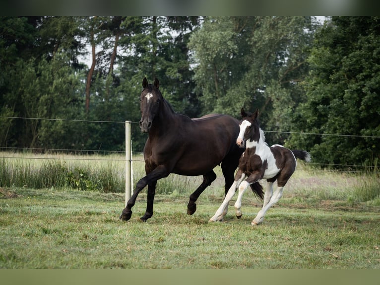 Oldenburg-International (OS) Stallion Foal (05/2024) 16,2 hh Pinto in Brake