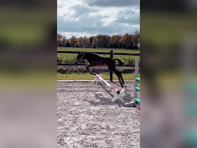 Oldenburg-International (OS) Stallion Foal (03/2024) 16,3 hh Bay-Dark in Eerste Exloërond