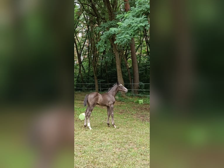 Oldenburg-International (OS) Stallion  17 hh Gray in Gosen Neu Zittau