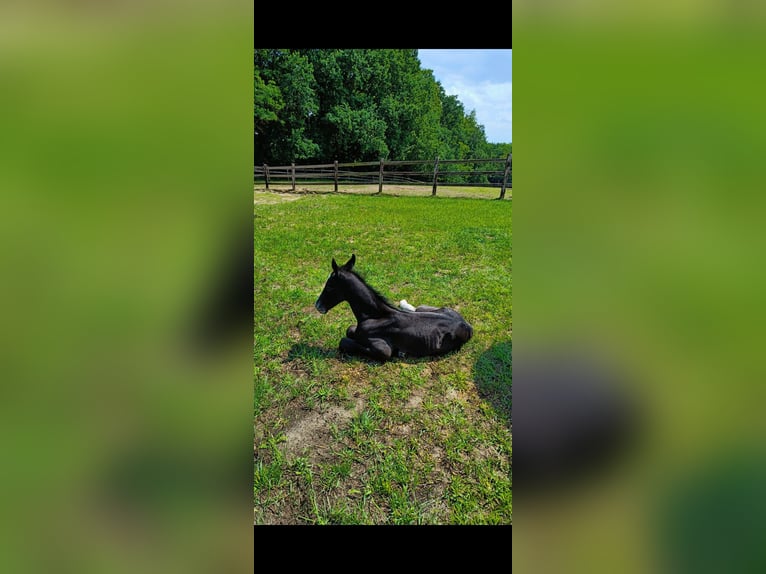 Oldenburg-International (OS) Stallion  17 hh Gray in Gosen Neu Zittau