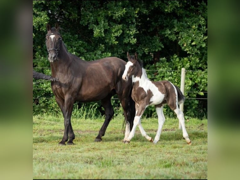 Oldenburg-International (OS) Stallion Foal (05/2024) 17 hh Pinto in Brake