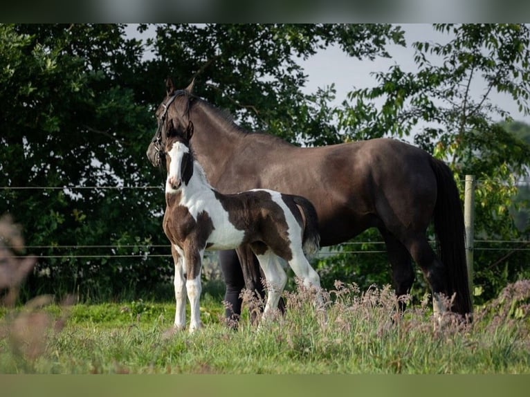 Oldenburg-International (OS) Stallion Foal (05/2024) 17 hh Pinto in Brake