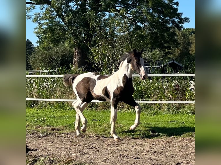 Oldenburg-International (OS) Stallion Foal (05/2024) 17 hh Pinto in Brake