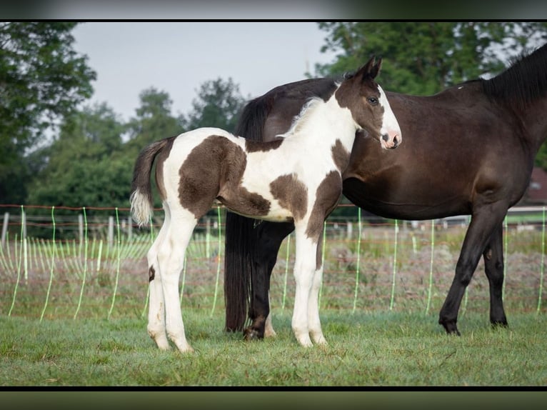 Oldenburg-International (OS) Stallion Foal (05/2024) 17 hh Pinto in Brake