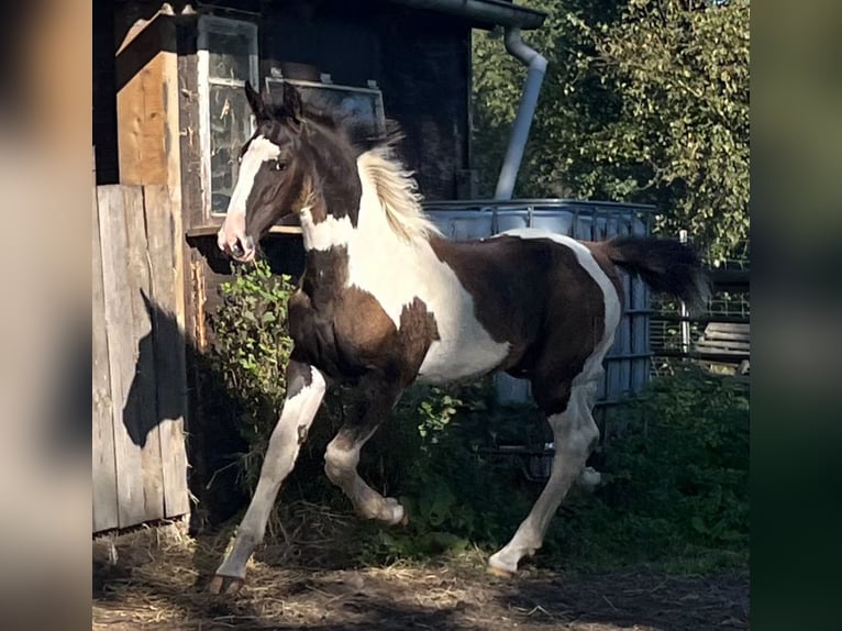 Oldenburg-International (OS) Stallion Foal (05/2024) 17 hh Pinto in Brake