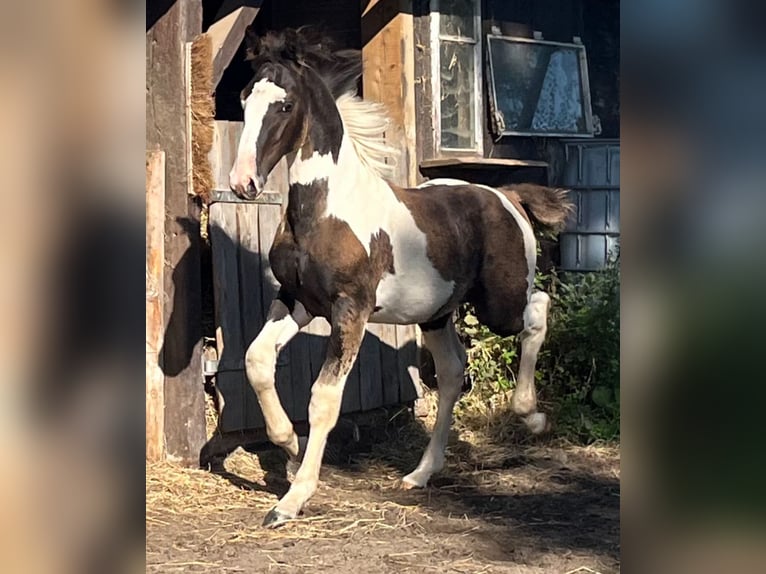 Oldenburg-International (OS) Stallion Foal (05/2024) 17 hh Pinto in Brake