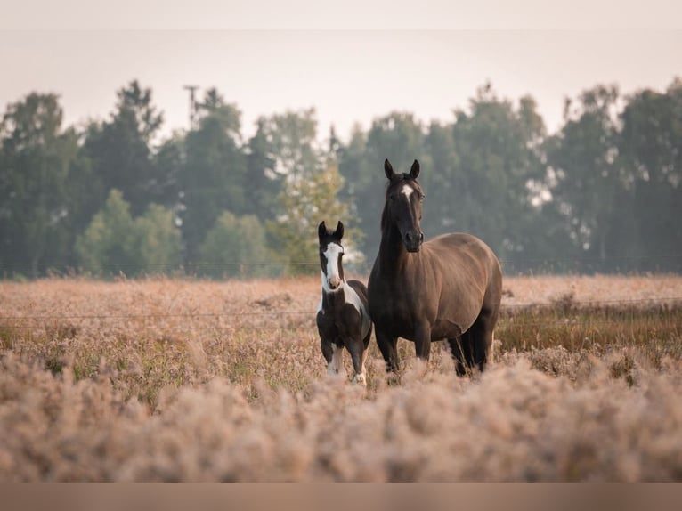 Oldenburg-International (OS) Stallion Foal (05/2024) 17 hh Pinto in Brake