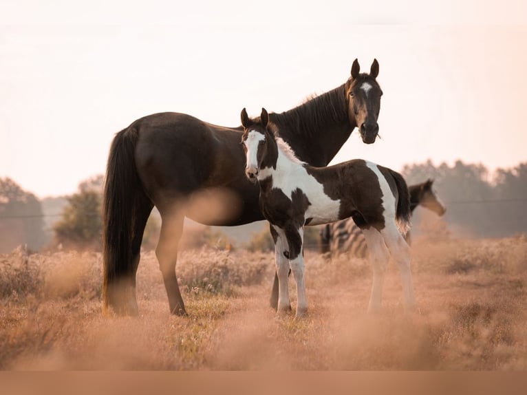 Oldenburg-International (OS) Stallion Foal (05/2024) 17 hh Pinto in Brake