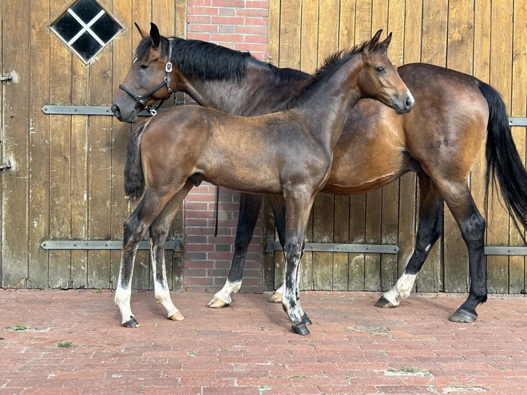 Oldenburg-International (OS) Stallion Foal (04/2024) Bay-Dark in Löningen