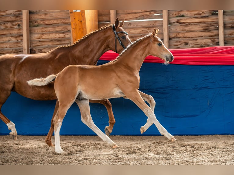 Oldenburg-International (OS) Stallion Foal (03/2024) Brown-Light in Mannhausen