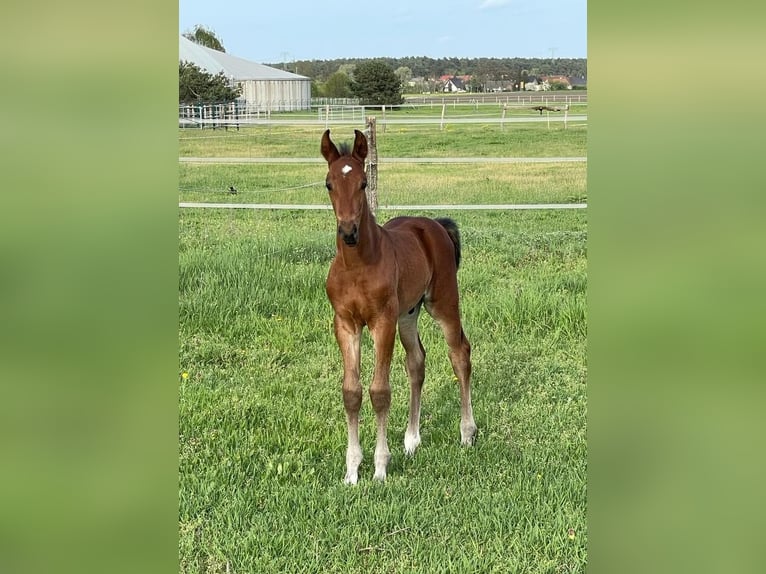 Oldenburg-International (OS) Stallion Foal (03/2024) Brown in Bad Düben