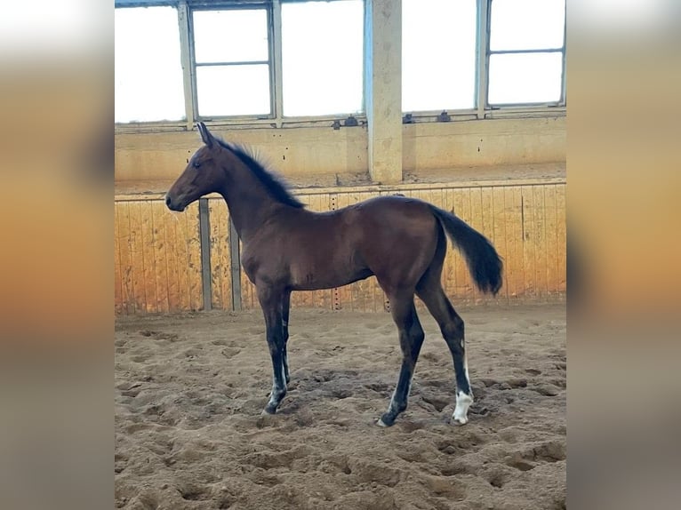 Oldenburg-International (OS) Stallion Foal (03/2024) Brown in Bad Düben