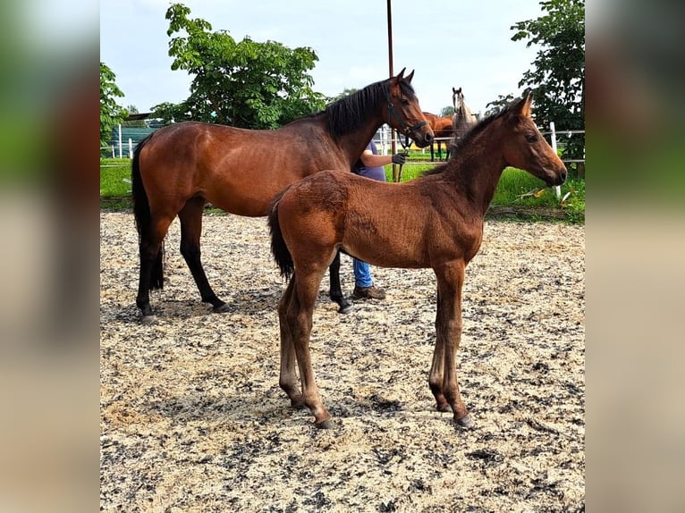 Oldenburg-International (OS) Stallion Foal (04/2024) Brown in Hankensbüttel