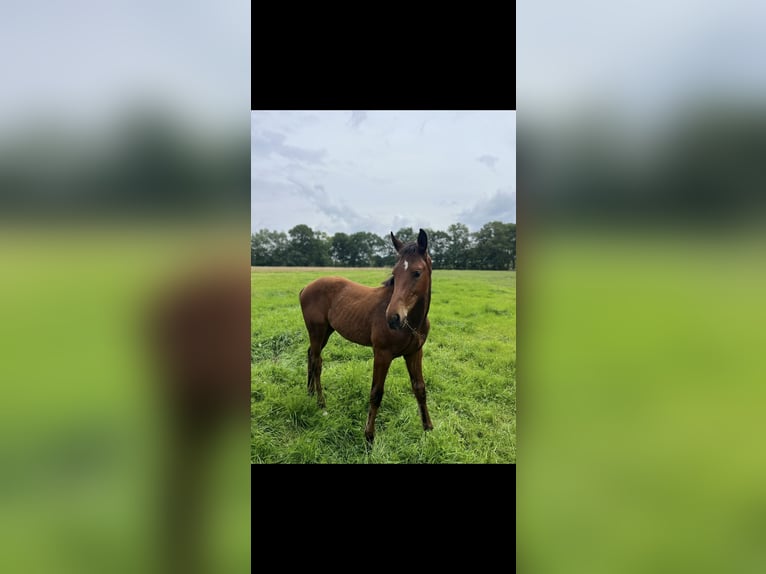 Oldenburg-International (OS) Stallion Foal (03/2024) Brown in Bad Zwischenahn