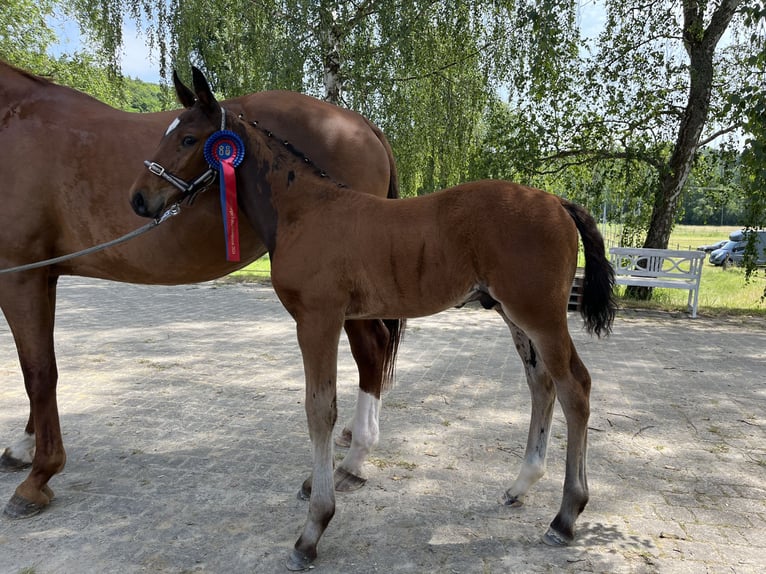 Oldenburg-International (OS) Stallion  Brown in Mücke