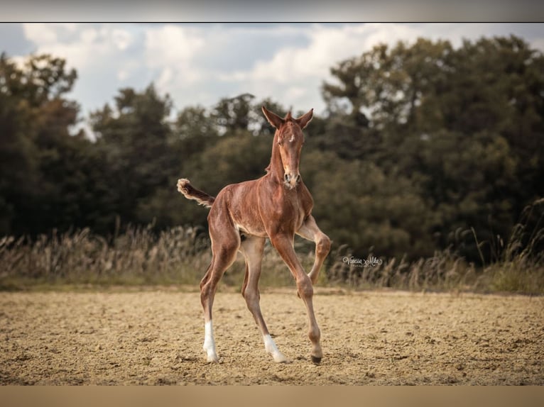 Oldenburg-International (OS) Stallion Foal (05/2024) Brown in Hamm