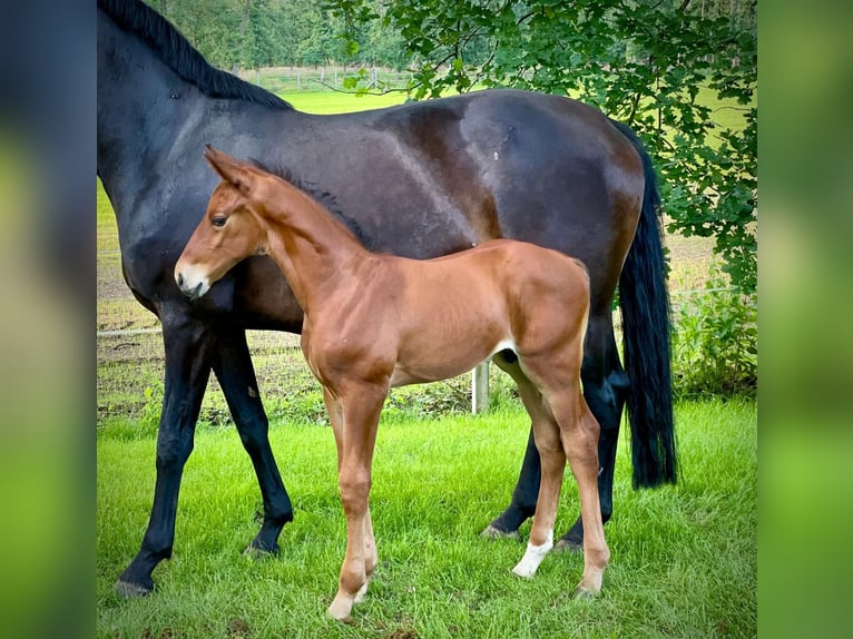 Oldenburg-International (OS) Stallion Foal (05/2024) Brown in Löningen