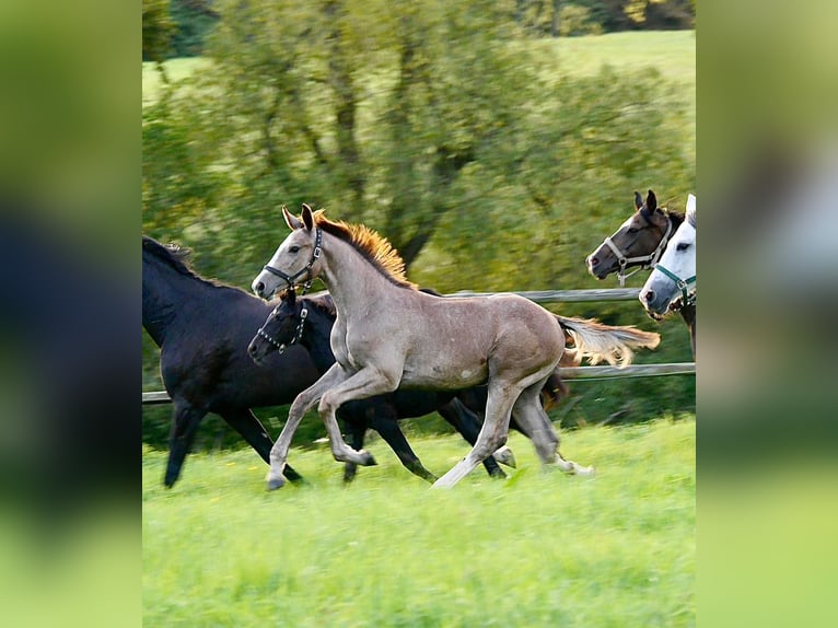 Oldenburg-International (OS) Stallion Foal (05/2023) Gray in Königswinter