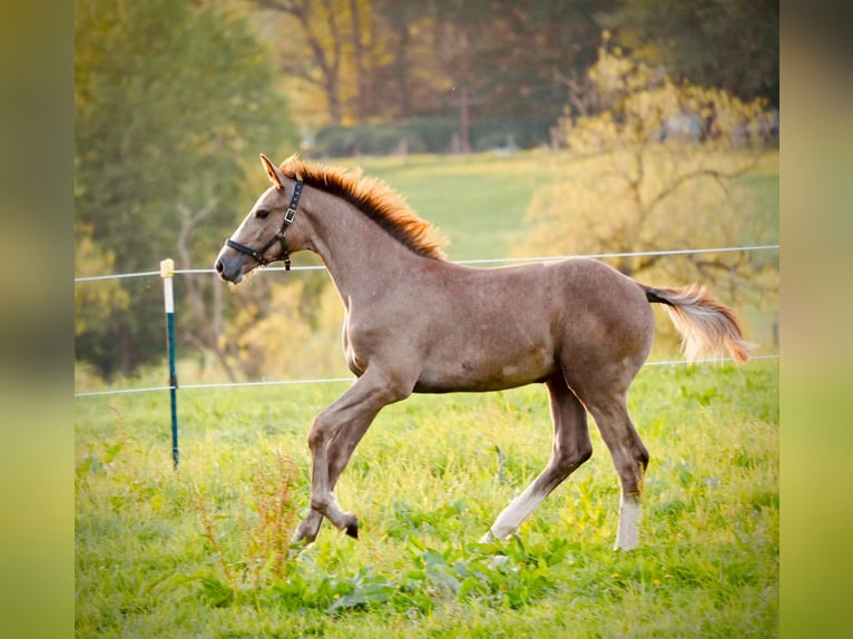 Oldenburg-International (OS) Stallion Foal (05/2023) Gray in Königswinter