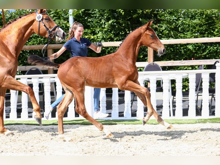 Oldenburg-International (OS) Stallion Foal (05/2024) in Löningen