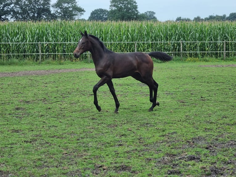 Oldenburg-International (OS) Stallion Foal (04/2023) Smoky-Black in Bösel