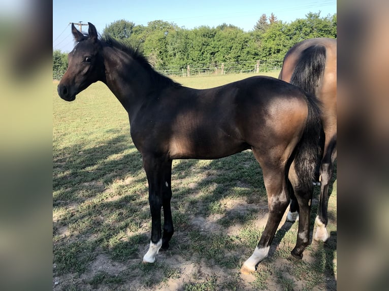 Oldenburg-International (OS) Stallion Foal (04/2024) Smoky-Black in Glaubitz