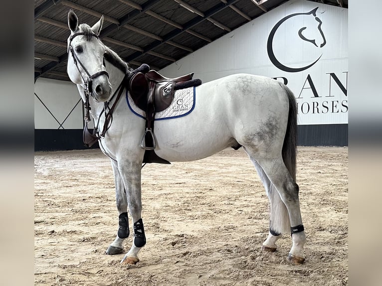 Oldenburg-International (OS) Stallion Gray-Blue-Tan in Köln