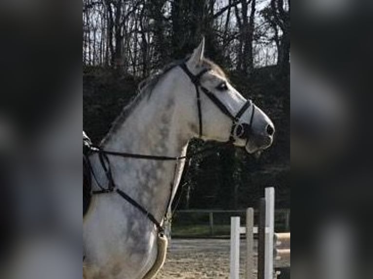 Oldenburg-International (OS) Stallion Gray-Blue-Tan in Köln