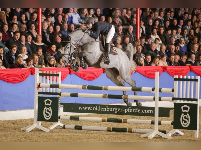 Oldenburg-International (OS) Stallion Gray in Lastrup