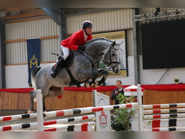 Oldenburg-International (OS) Stallion Gray in Löningen