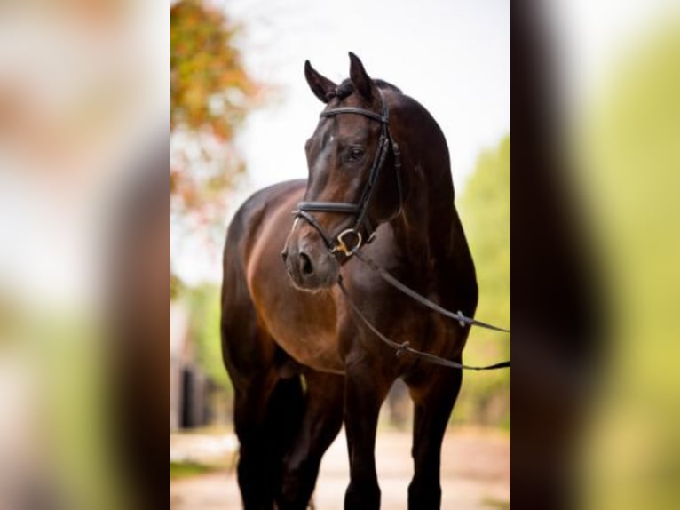 Oldenburg-International (OS) Stallion Smoky-Black in Celle