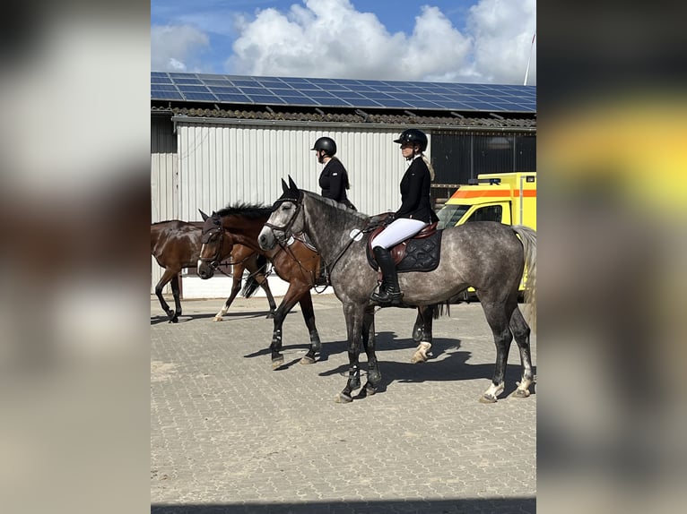 Oldenburg-International (OS) Sto 5 år 162 cm Kan vara vit in Diekhusen-Fahrstedt