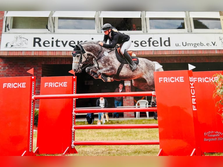 Oldenburg-International (OS) Valack 8 år 165 cm Grå in ZevenHeeslingen