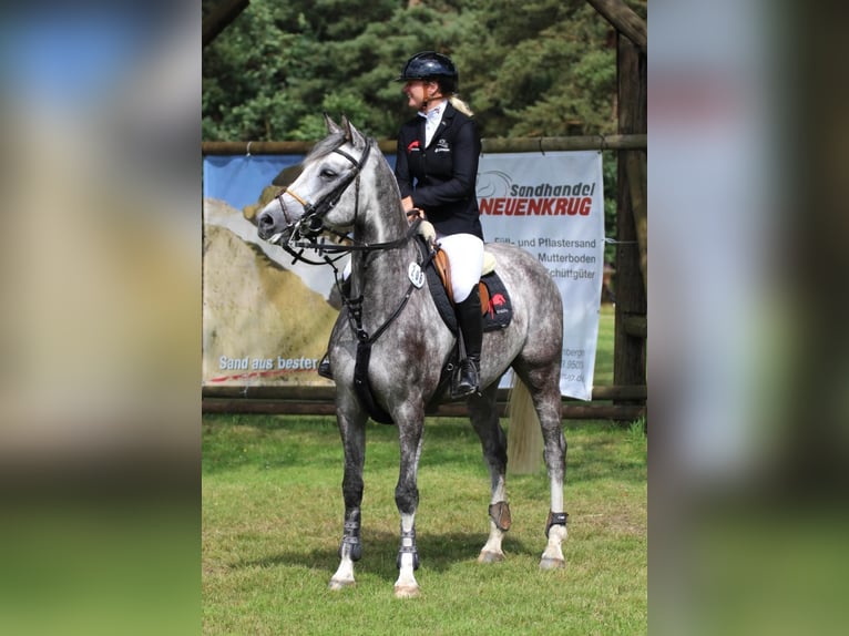 Oldenburg-International (OS) Valack 8 år 165 cm Grå in ZevenHeeslingen