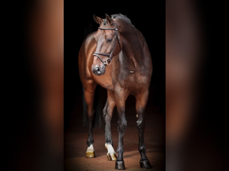 Oldenburg-International (OS) Valack 8 år 170 cm Mörkbrun in Bad Bentheim