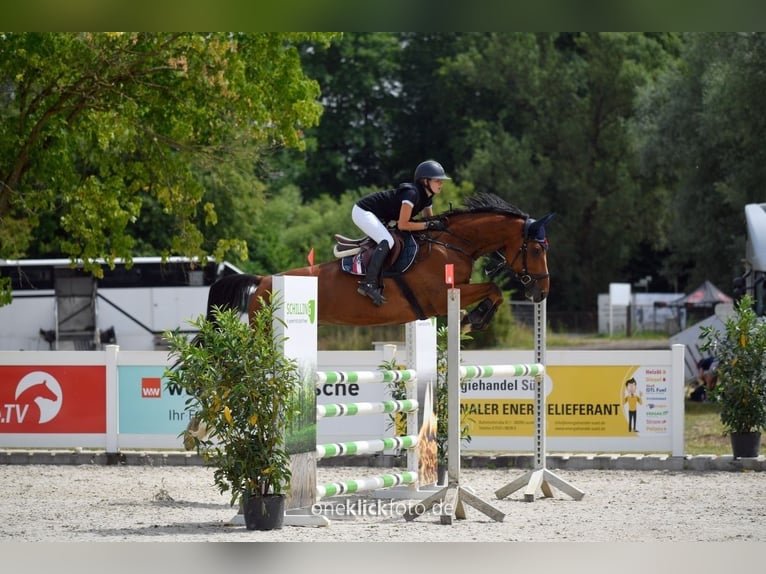 Oldenburg-International (OS) Valack 8 år 172 cm Brun in Burgbernheim