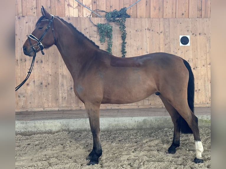 Oldenburg-International (OS) Gelding 10 years 16,1 hh Brown in Riedlingen
